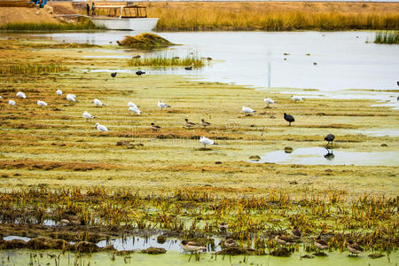 南美洲秘鲁巴列斯塔斯群岛提提卡卡湖国家保护区的水生海鸟。