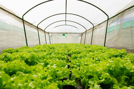 农业 草本植物 自然 避难所 蔬菜 婴儿室 栽培 农场 成长