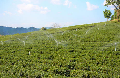 茶园坡地蒸汽喷灌照片