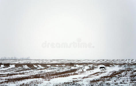 雪地狗冬景