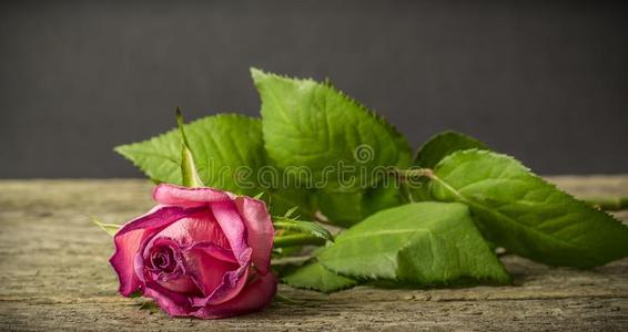 枯萎的粉红玫瑰