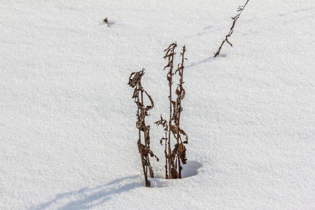 从雪中伸出的枯萎的植物茎图片