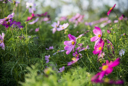 花园里的粉红色宇宙花10