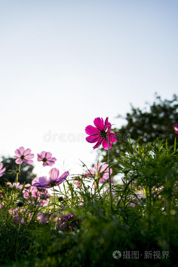 花园里的粉红色宇宙花7