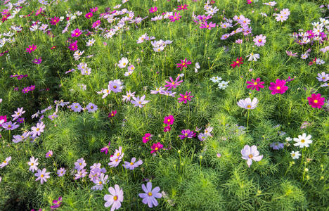 花园里的粉红色宇宙花4