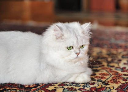 躺在地毯上的白猫。