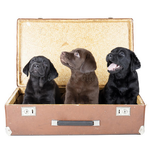 三只拉布拉多小狗在手提箱里图片