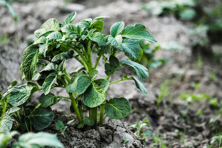 马铃薯植株图片