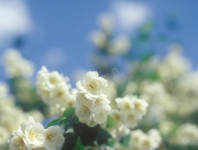 茉莉花在蓝天下绽放。