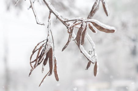 雨雪过后树枝上结冰