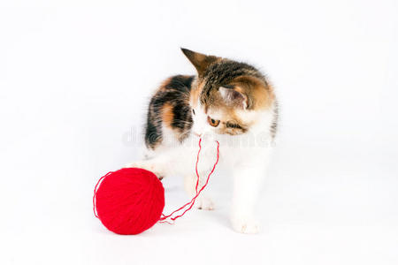 小猫在玩毛线球