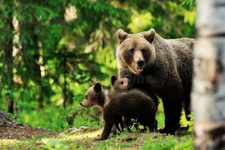 森林中的棕熊家族