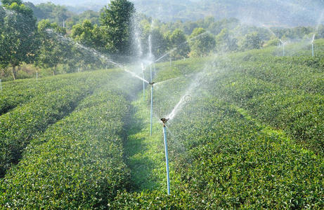 蒸汽喷灌在绿茶种植园中的应用