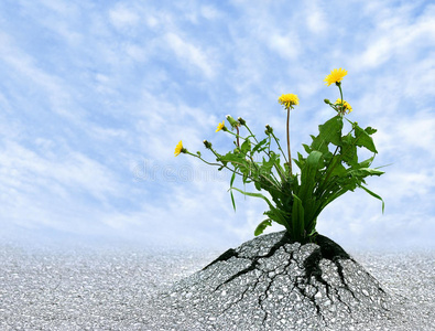 生命的力量照片