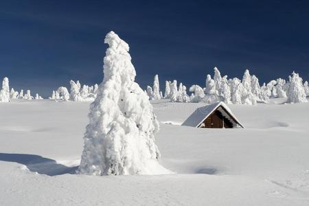 被雪覆盖 季节 房子 美女 建筑 平原 云杉 屋顶 小屋