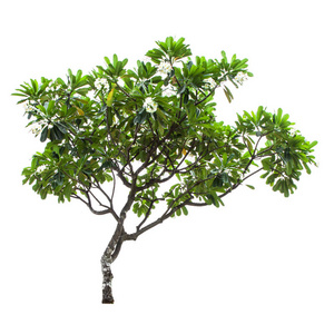 李树有花的李梅树照片