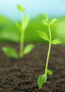 指甲花植物