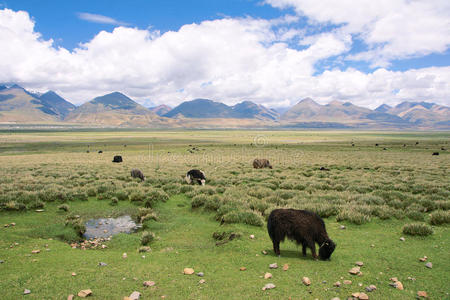 高地 高原 牦牛 牧场 铁路 瓷器 羌塘 台地 西藏 草地