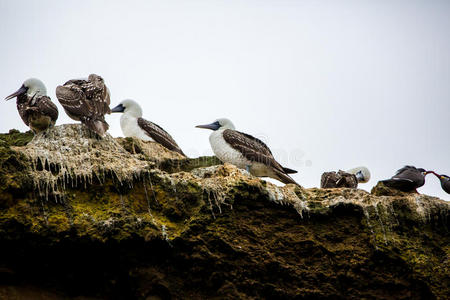 水生海鸟秘鲁南部美洲，巴拉加斯海岸国家保护区，秘鲁加拉帕戈斯。芭蕾舞团岛。
