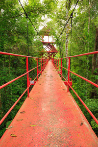 通往丛林的桥，泰国，庄