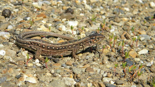 沙蜥蜴图片