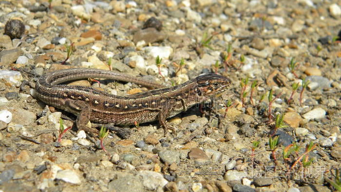 沙蜥蜴