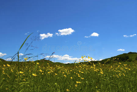 美丽的夏季风景。