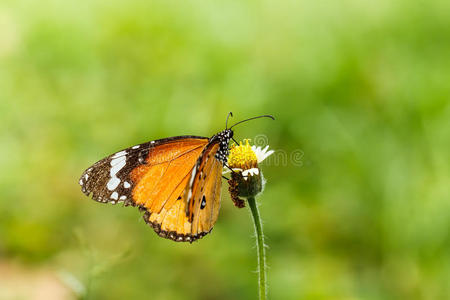 草地上的蝴蝶