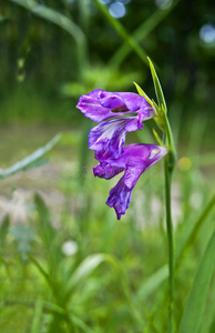 野生唐菖蒲。