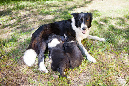 两只边境牧羊犬，哺乳母边境牧羊犬