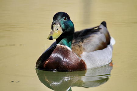 池塘里的绿头鸭
