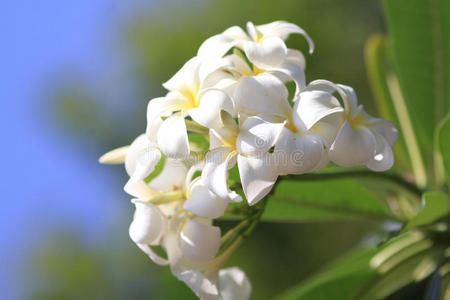 泰国美丽的白色花朵，兰托姆花