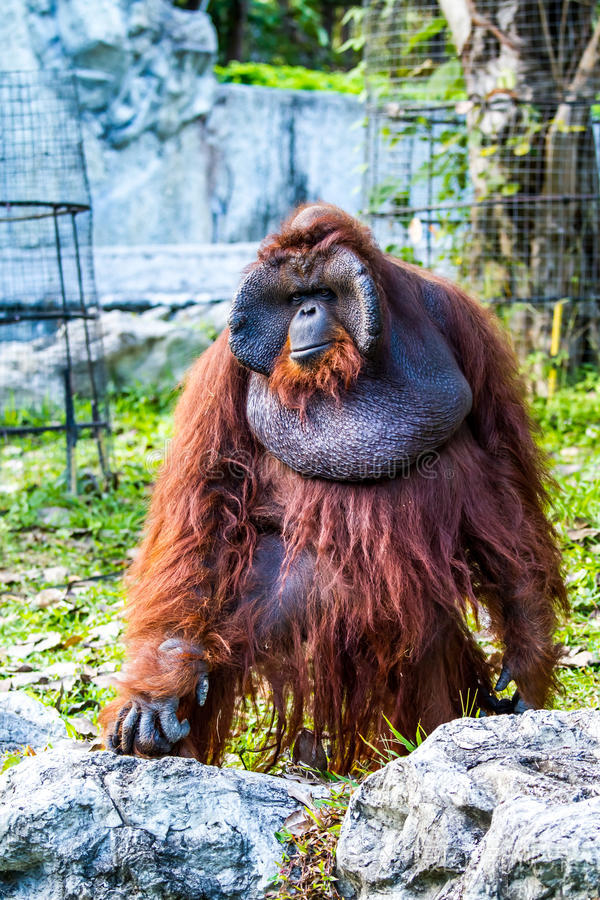 泰国清迈动物园的猩猩