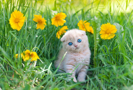 坐在花里的小猫