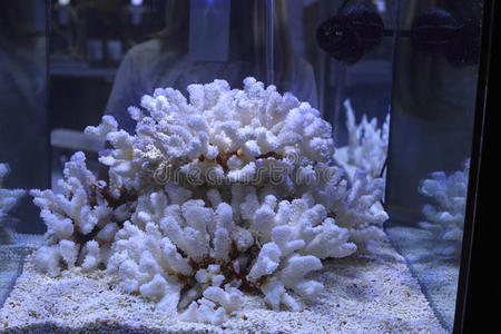 水族馆中的珊瑚
