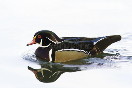 美洲木鸭照片