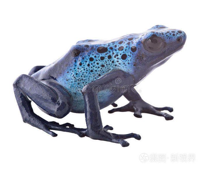 蓝毒蛙