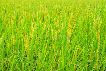 稻谷里的稻谷图片