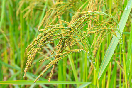 农场水稻