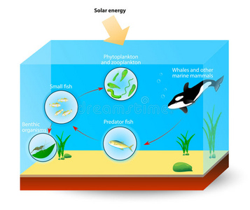 海洋生物链简笔画图片