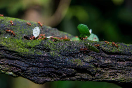 工作的蚂蚁图片