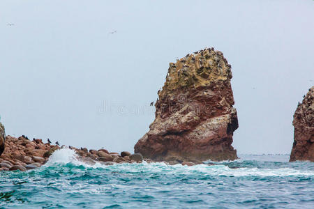 秘鲁的水生海鸟，南美洲，巴拉加斯国家保护区海岸，秘鲁加拉帕戈斯。巴列斯塔斯群岛