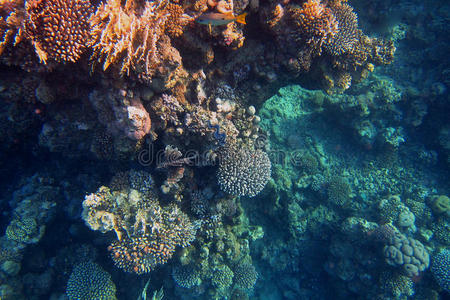 火鱼珊瑚礁图片
