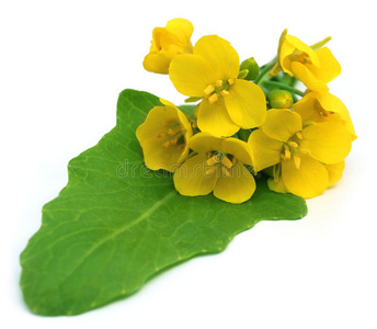 一束可食用的芥末花照片