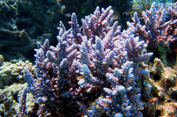 海中的紫珊瑚