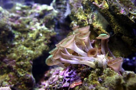 空的 深的 自然 底层 美女 颜色 暗礁 珊瑚 海的 海洋