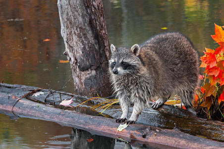 浣熊站在池塘的原木上