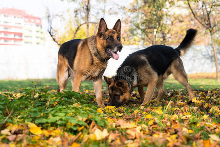 德国牧羊犬阿尔萨斯警犬