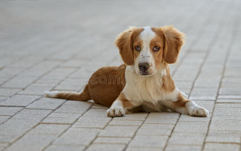 雄性布列顿犬