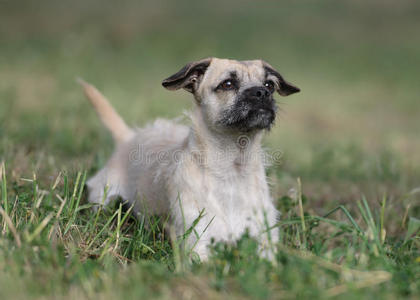 雌性杂交幼犬